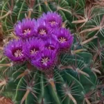 Ferocactus latispinus Var latispinus (Devil's Tongue Barrel) Cactus