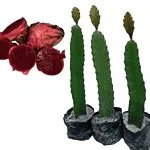 Dragon fruit Red(Hylocereus undatus) Live Plant