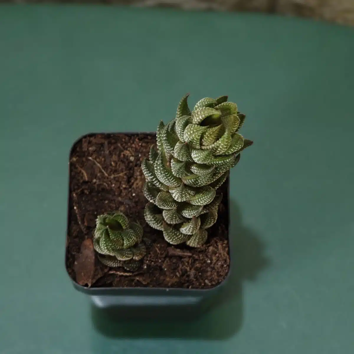 Haworthia Coarctata - Image 4