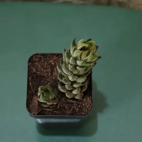 Haworthia Coarctata - Image 4