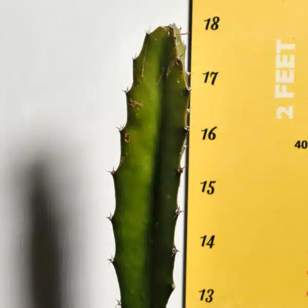 Dragon fruit Red(Hylocereus undatus) Live Plant - Image 6