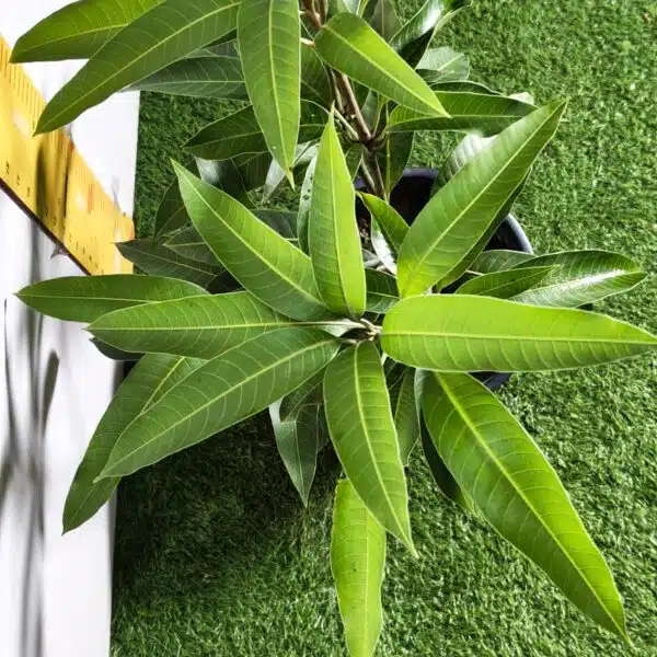 Miyazaki Mango Grafted Live Plant - Variety : Taiyo No Tamago (Eggs Of Sun) - Image 15