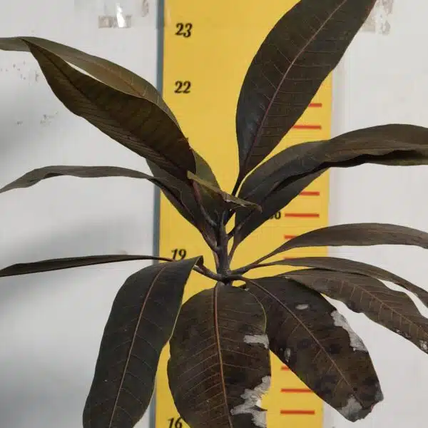 Indonesia Black Stone Mango grafted live plant - Image 4