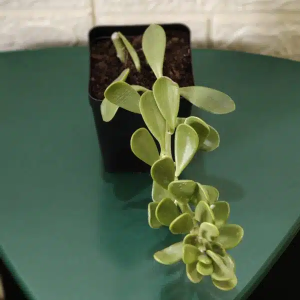 Trailing Jade (Kleinia Petraea)Senecio Jacobsenii - Image 4