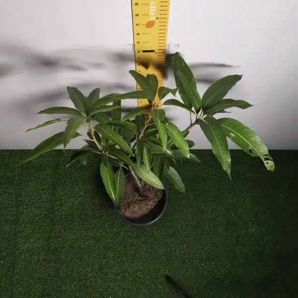 Miyazaki Mango Grafted Live Plant - Variety : Taiyo No Tamago (Eggs Of Sun) - Image 12