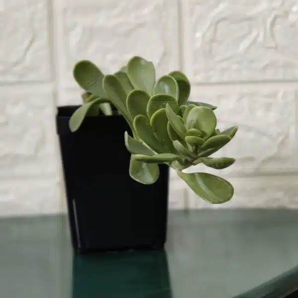 Trailing Jade (Kleinia Petraea)Senecio Jacobsenii - Image 2