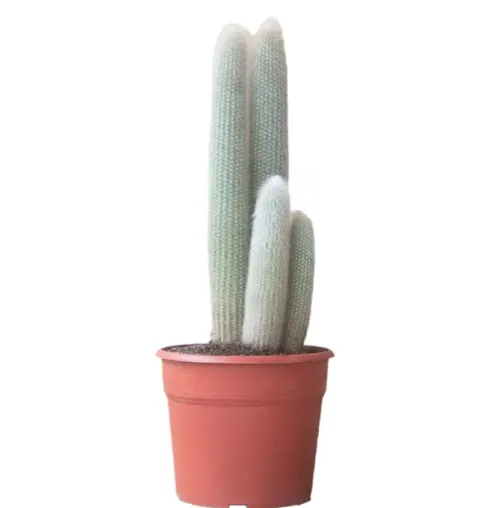 Cleistocactus strausii (Silver Torch Cactus)