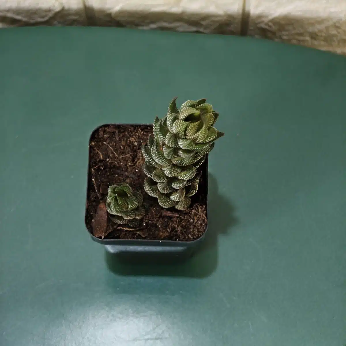 Haworthia Coarctata - Image 3