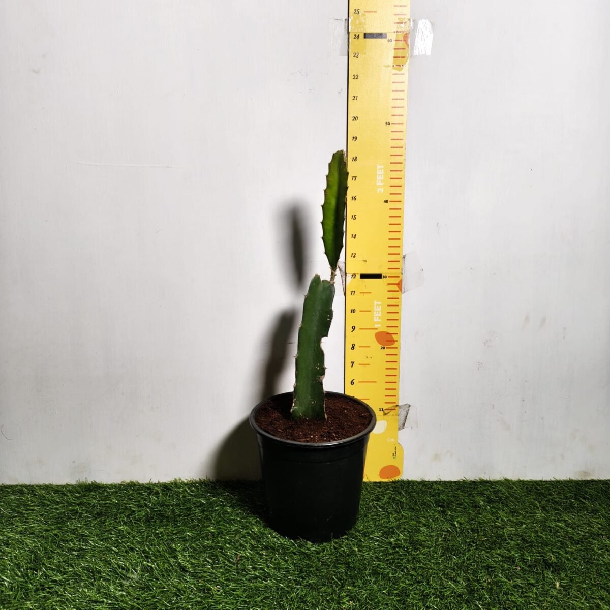 Dragon fruit Red(Hylocereus undatus) Live Plant - Image 2