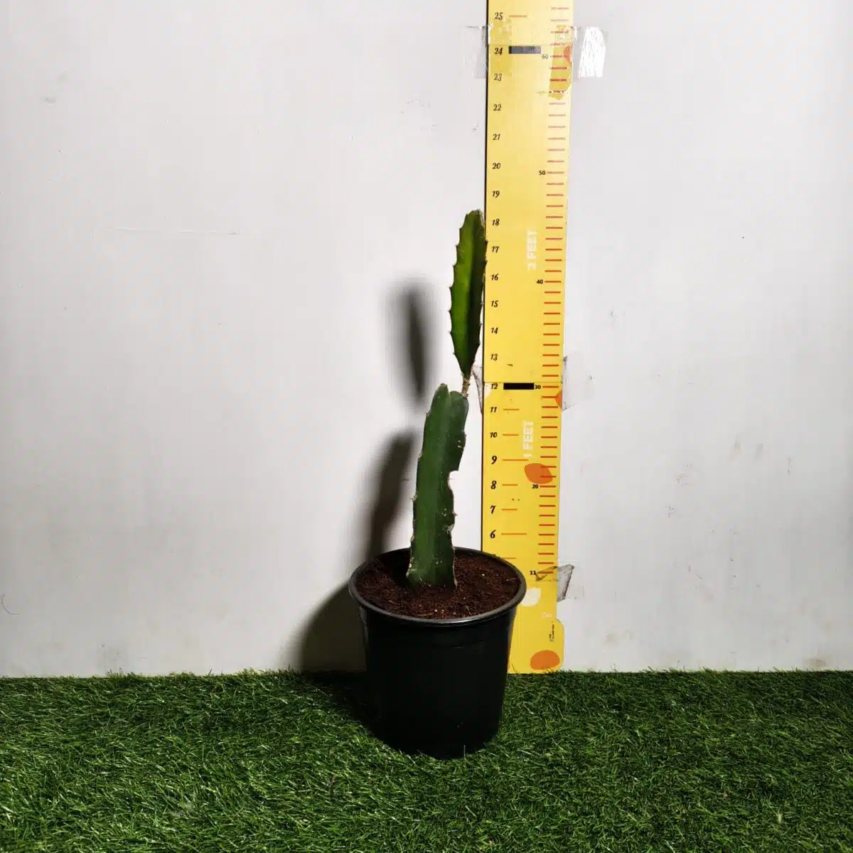 Dragon fruit Red(Hylocereus undatus) Live Plant - Image 2