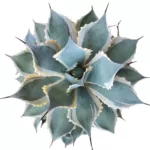 Agave potatorum 'Bluewinds'(Eye Scream) - Stunning Blue-Green Succulent for Your Garden