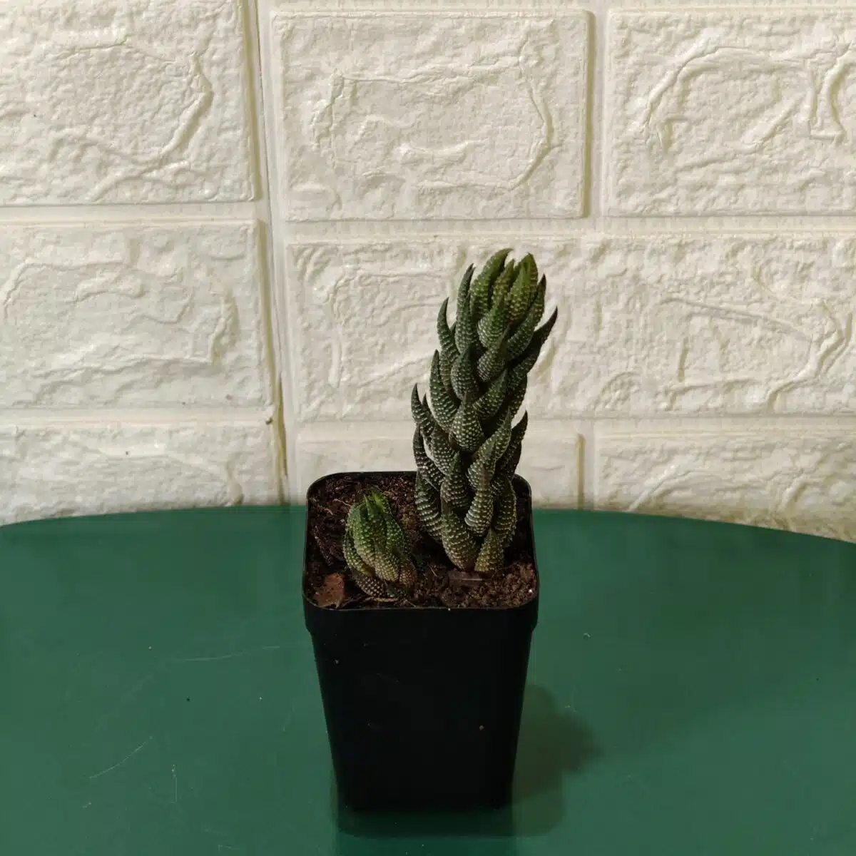 Haworthia Coarctata - Image 2