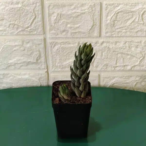 Haworthia Coarctata - Image 2