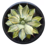 Buy Agave Istismensis Mediopicta Variegated - Stunning Succulent Plant