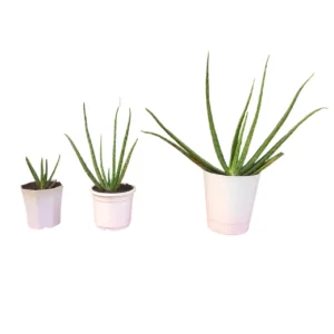 Aloe Vera Live Plant