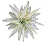 Agave desmettiana 'Joe Hoak' - Variegated Succulent Plant for Indoor and Outdoor Spaces
