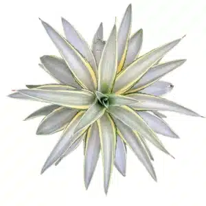 Agave desmettiana ‘Joe Hoak’ – Variegated Succulent Plant for Indoor and Outdoor Spaces