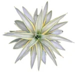 Agave desmettiana ‘Joe Hoak’ – Variegated Succulent Plant for Indoor and Outdoor Spaces plant