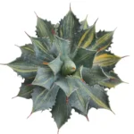 Agave Potatorum var. Isthmensis ‘Striata' plant
