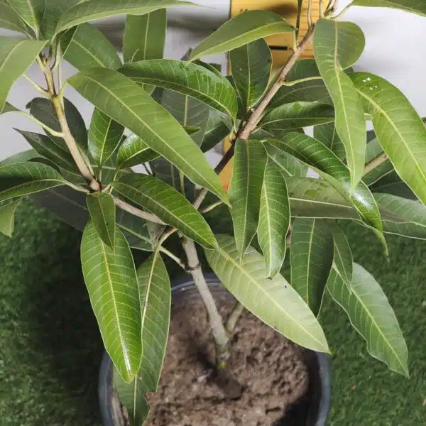 Miyazaki Mango Grafted Live Plant - Variety : Taiyo No Tamago (Eggs Of Sun) - Image 18