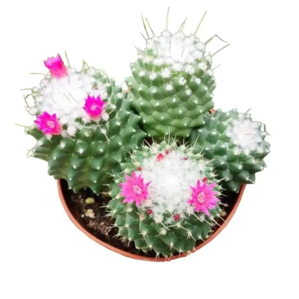 Mammillaria magnimamma 'Toluca' - Image 4