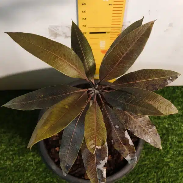 Indonesia Black Stone Mango grafted live plant - Image 11