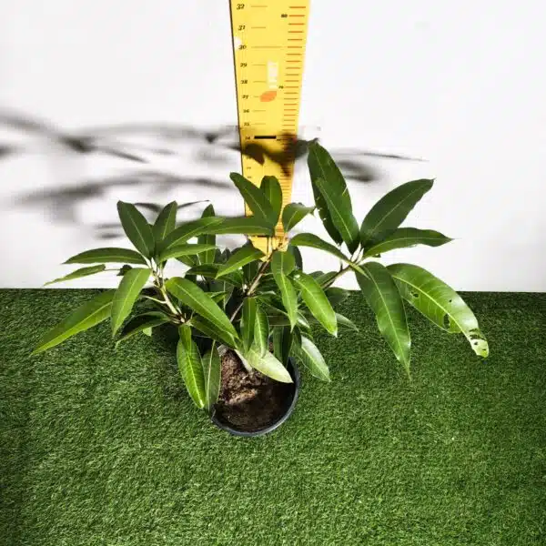 Miyazaki Mango Grafted Live Plant - Variety : Taiyo No Tamago (Eggs Of Sun) - Image 10