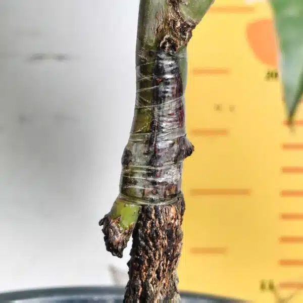 Miyazaki Mango Grafted Live Plant - Variety : Taiyo No Tamago (Eggs Of Sun) - Image 22