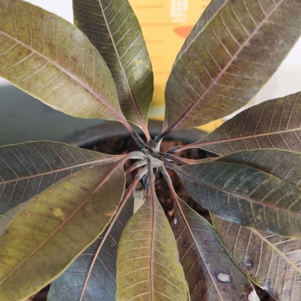 Indonesia Black Stone Mango grafted live plant - Image 12