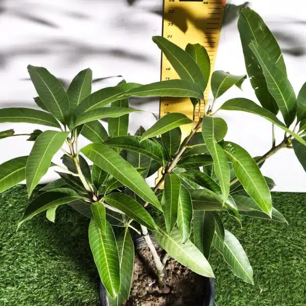 Miyazaki Mango Grafted Live Plant - Variety : Taiyo No Tamago (Eggs Of Sun) - Image 13