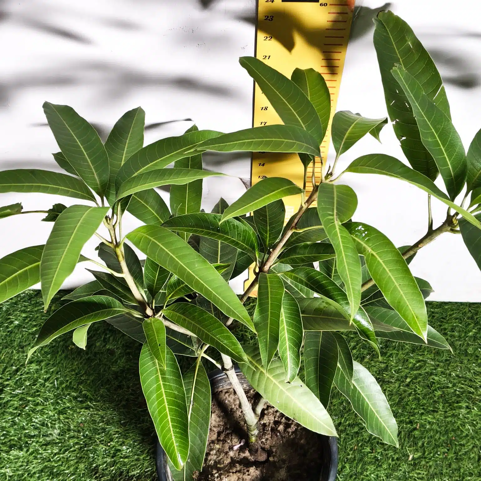 Miyazaki Mango Grafted Live Plant - Variety : Taiyo No Tamago (Eggs Of Sun) - Image 13