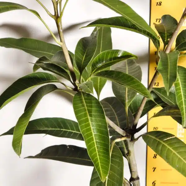 Miyazaki Mango Grafted Live Plant - Variety : Taiyo No Tamago (Eggs Of Sun) - Image 6