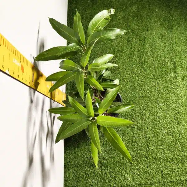 Miyazaki Mango Grafted Live Plant - Variety : Taiyo No Tamago (Eggs Of Sun) - Image 14