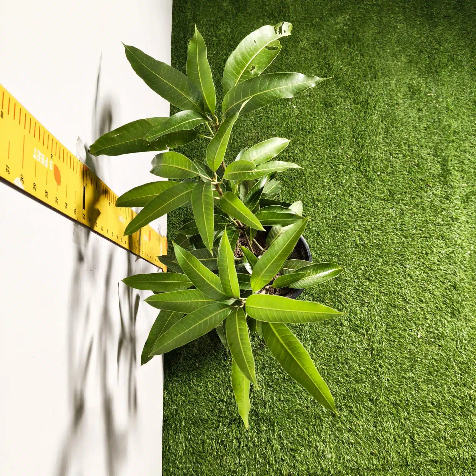 Miyazaki Mango Grafted Live Plant - Variety : Taiyo No Tamago (Eggs Of Sun) - Image 14