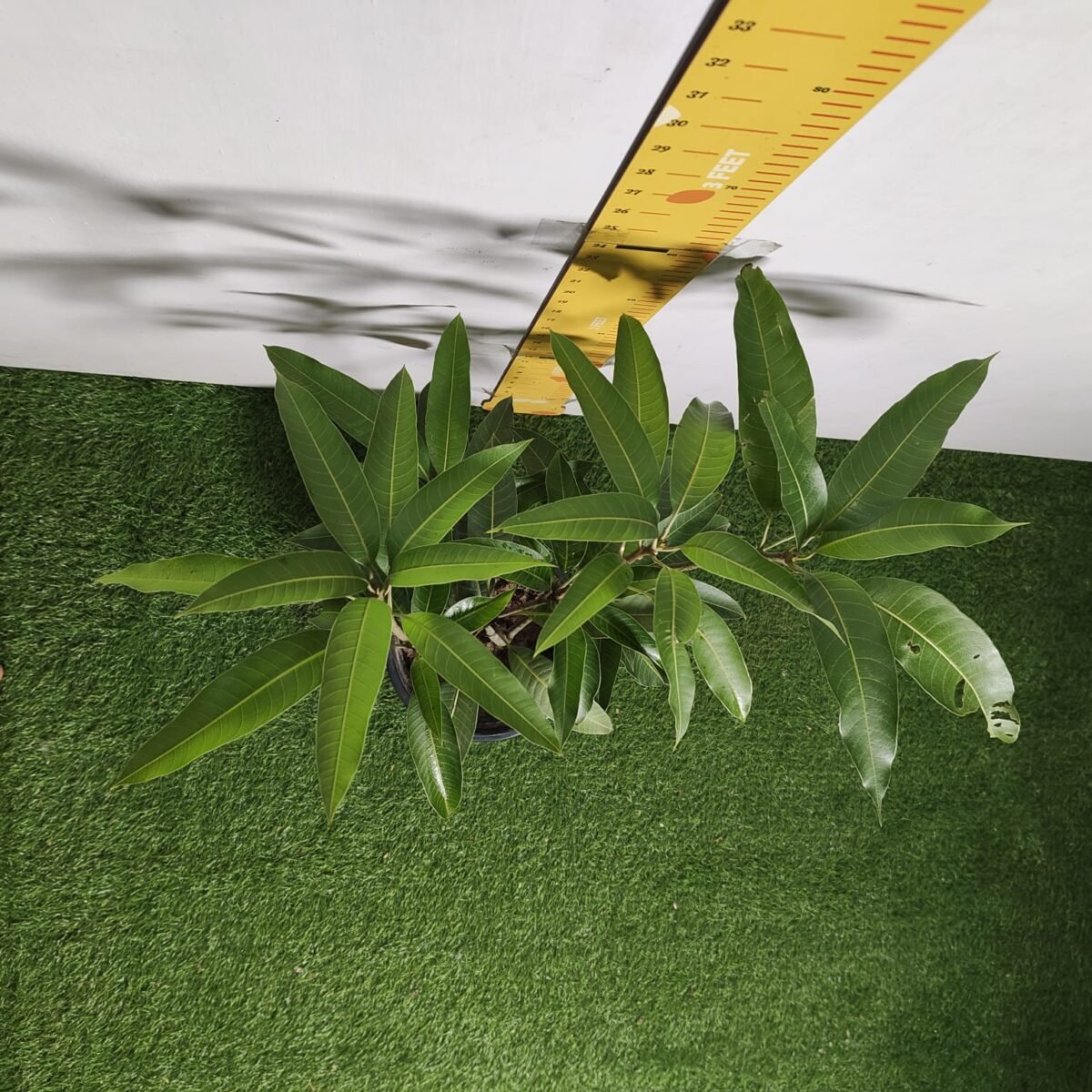 Miyazaki Mango Grafted Live Plant - Variety : Taiyo No Tamago (Eggs Of Sun) - Image 11