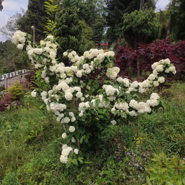 Viburnum plicatum f. plicatum 'Popcorn' (Japanese Snowball) - Image 4