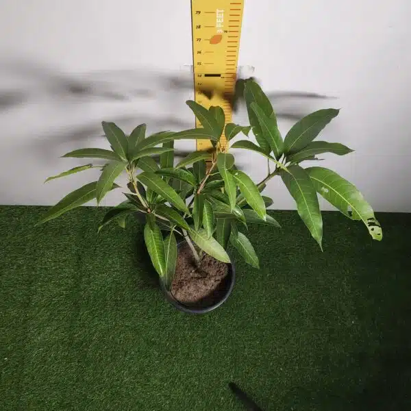 Miyazaki Mango Grafted Live Plant - Variety : Taiyo No Tamago (Eggs Of Sun) - Image 9