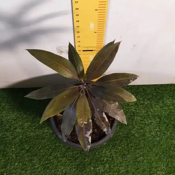 Indonesia Black Stone Mango grafted live plant - Image 10