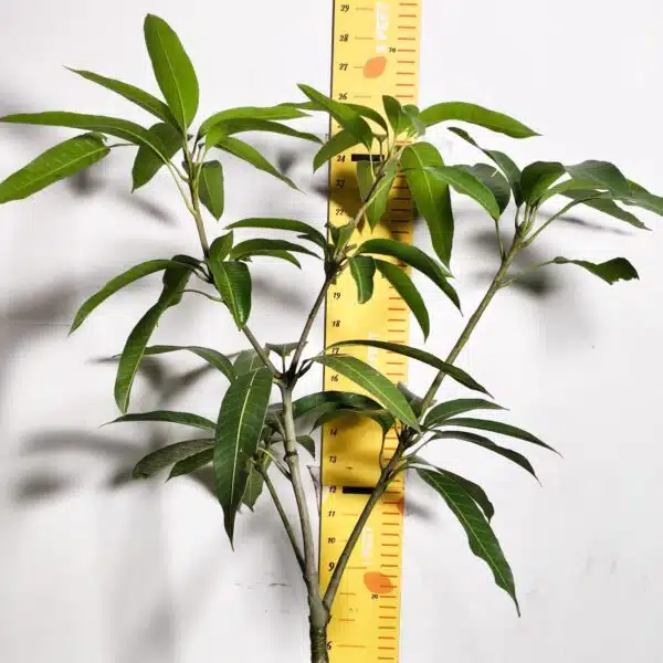 Miyazaki Mango Grafted Live Plant - Variety : Taiyo No Tamago (Eggs Of Sun) - Image 3