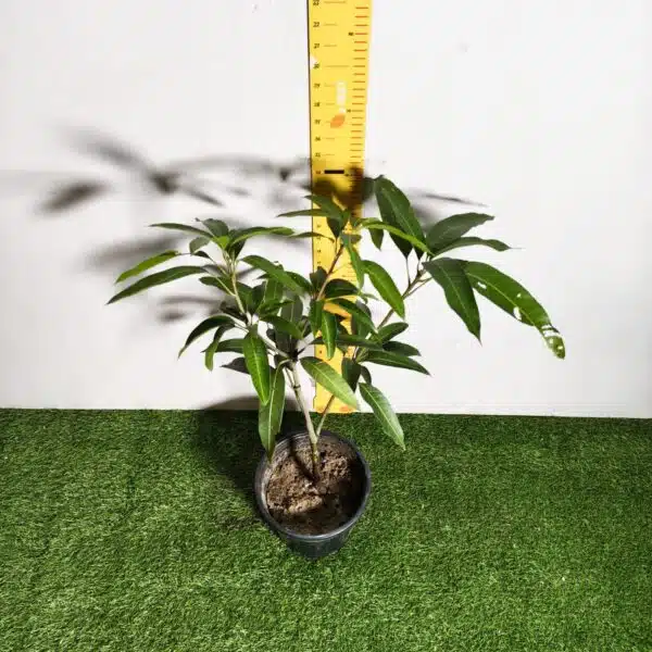 Miyazaki Mango Grafted Live Plant - Variety : Taiyo No Tamago (Eggs Of Sun) - Image 16