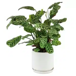 Ctenanthe burle-marxii (Fishbone Prayer Plant) – Exotic Houseplant with Striking Foliage