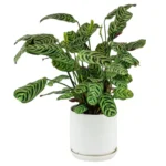 Ctenanthe burle plant