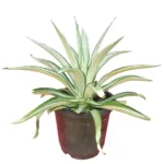 Agave desmettiana "Quicksilver" Variegated - Stunning Silver-Gray Succulent Plant