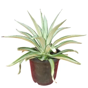 Agave desmettiana “Quicksilver” Variegated – Stunning Silver-Gray Succulent Plant