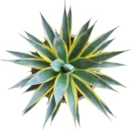 Buy Agave ‘Sun Glow’ Plant – Stunning Variegated Succulent plant