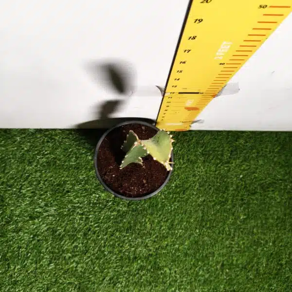 Dragon fruit Red(Hylocereus undatus) Live Plant - Image 9