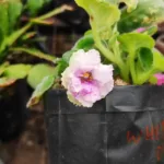 African Violets (Prim Fuchia color)