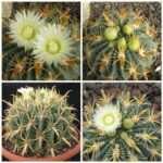 Ferocactus Latispinus var flavispinus