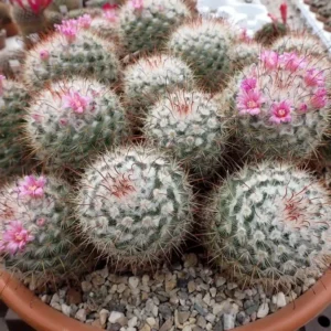 Mammillaria bombycina