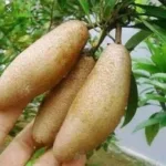 Chikoo (Manilkara Zapota) Thai Banana Long variety Sapota Fruit Grafted Live Plants